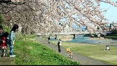 犀川河川敷一層清掃を実施します! @ 犀川河川マリンポート金沢さん手前 | 金沢市 | 石川県 | 日本